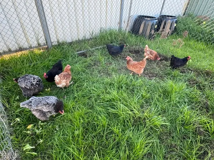 Chickens at Serenity Care Connection, part of the S.O.R.T.E.D program